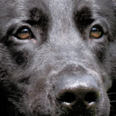 Best Black German Shepherds
