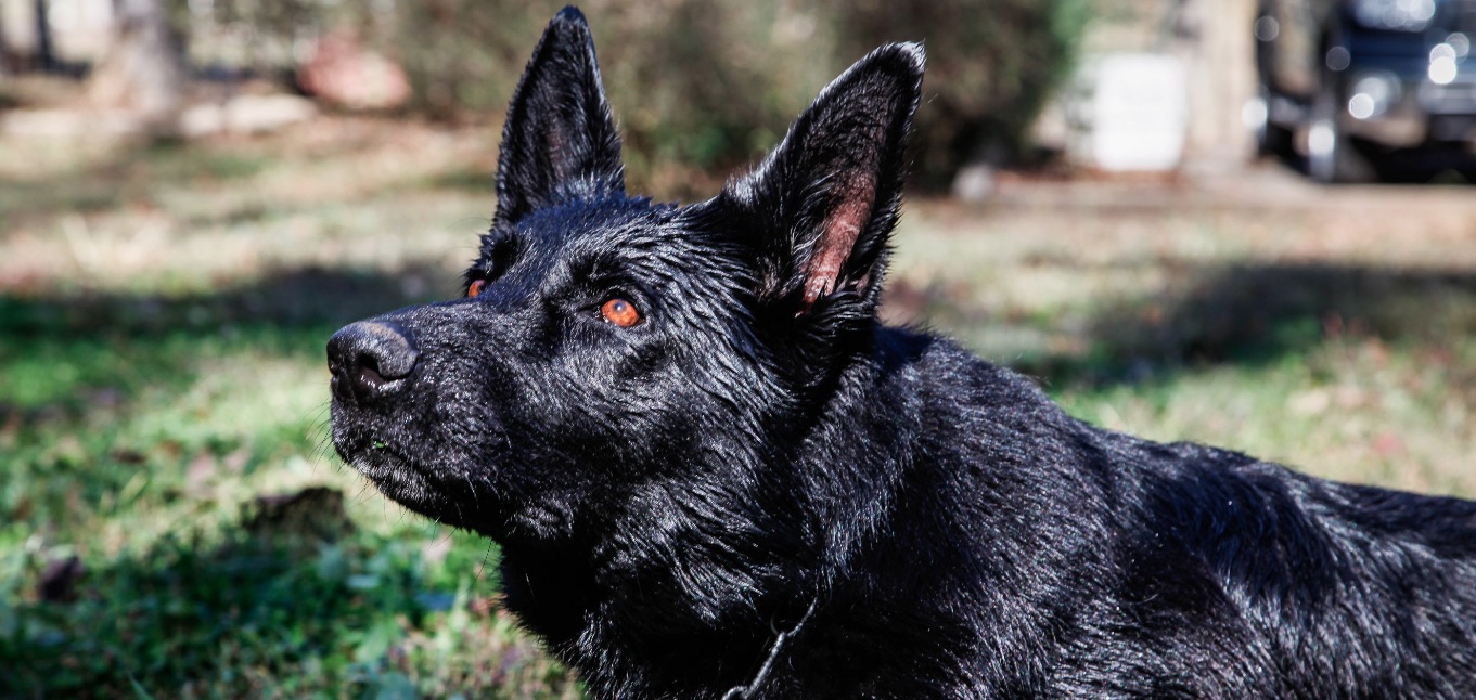Best Black German Shepherds