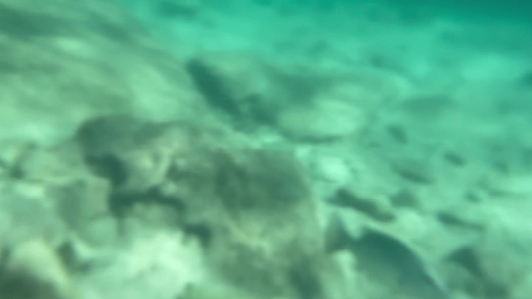 ⁣snorkeling_1799