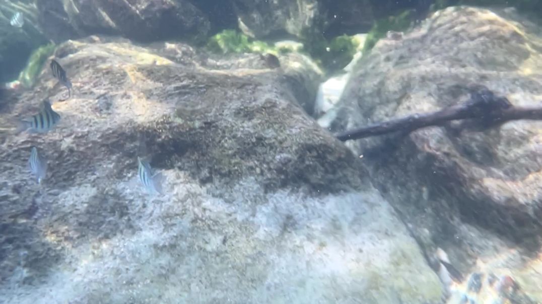 ⁣Snorkeling_2031