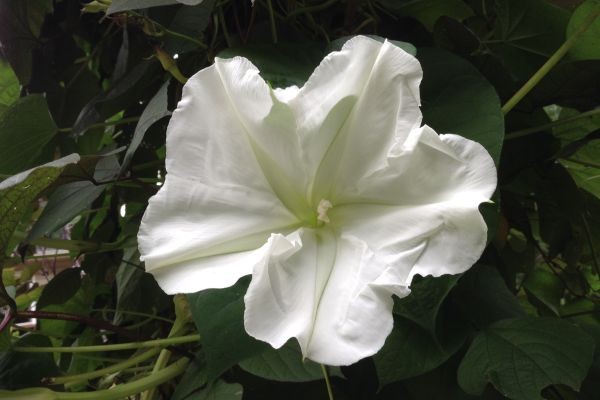 Inner Moon Flower