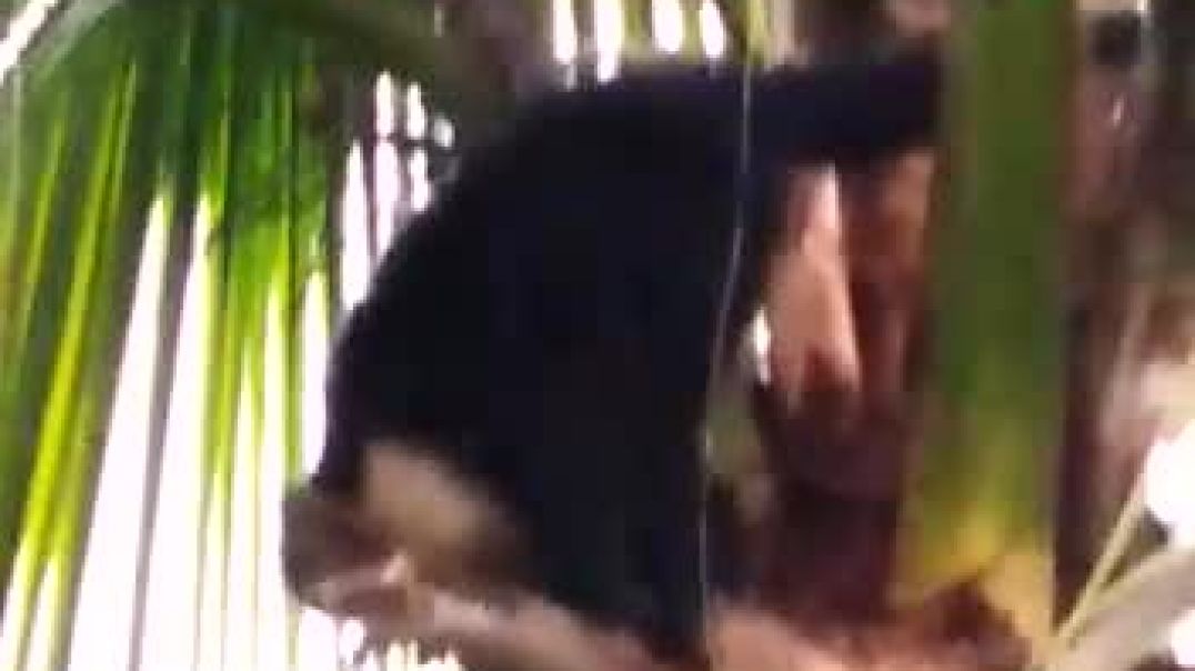 Monkey Business in Manuel Antonio