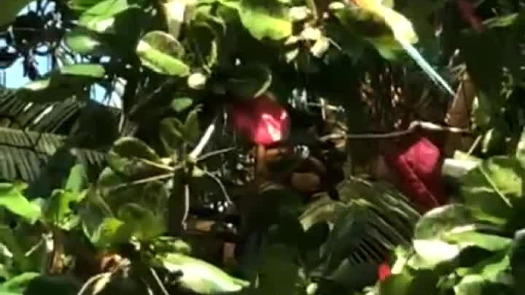 Macaws of Tortuguero