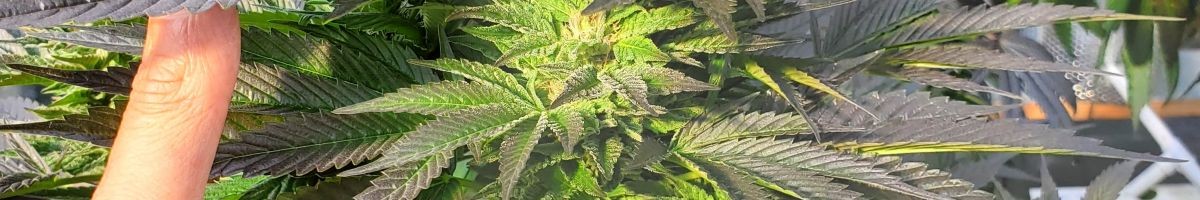 Buffalo_Botanics