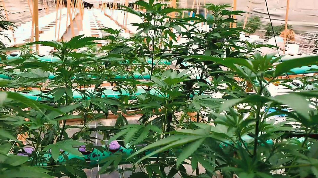 Plants in the NFT