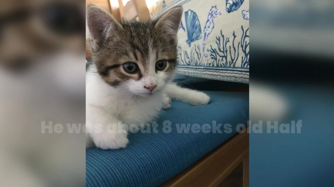 ⁣Half Siberian Kitten- Happy To Have Him