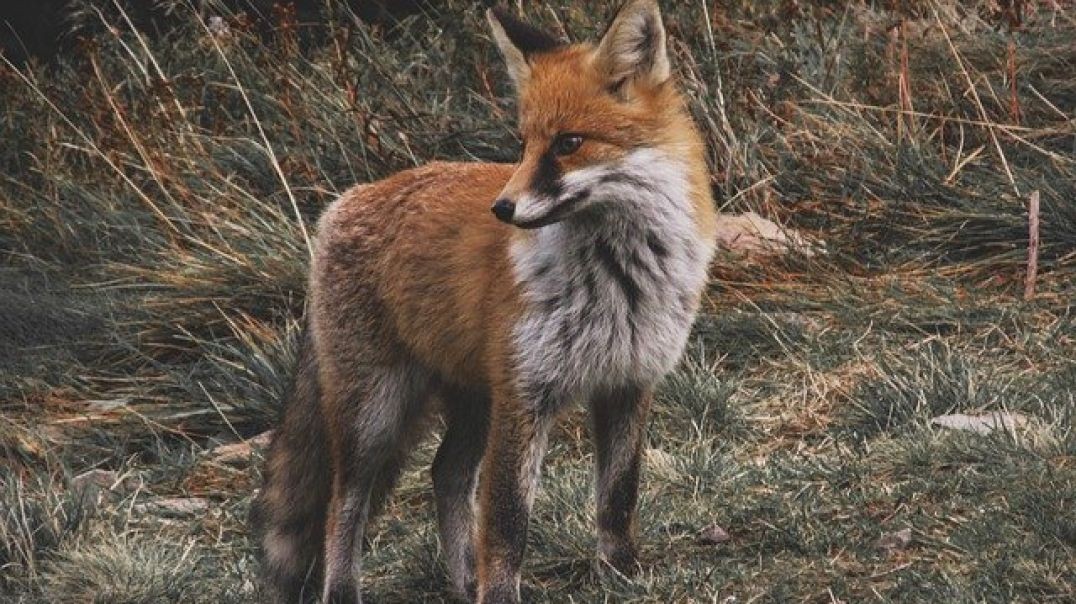 ⁣Lady Fox Calling For A Mate