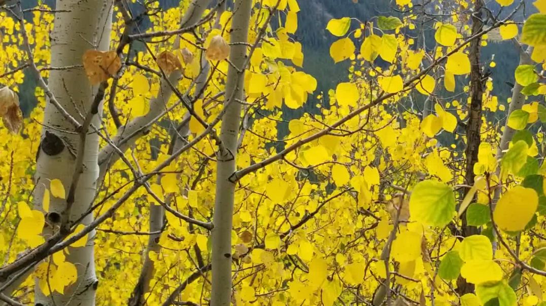 Aspens In The Rockies, Boreas Pass