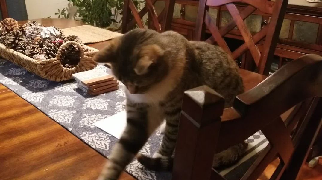 ⁣Cider Doing What Cats Do Best