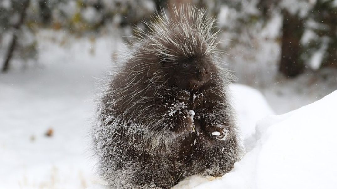 ⁣Porcupine Race (Not)