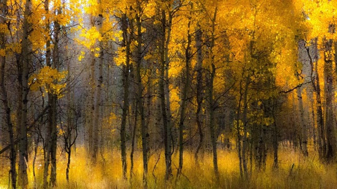 A sparkly walk through an aspen grove