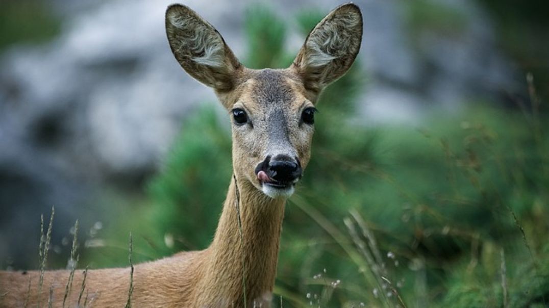 ⁣Cheeky Doe Comes For Sunday Brunch