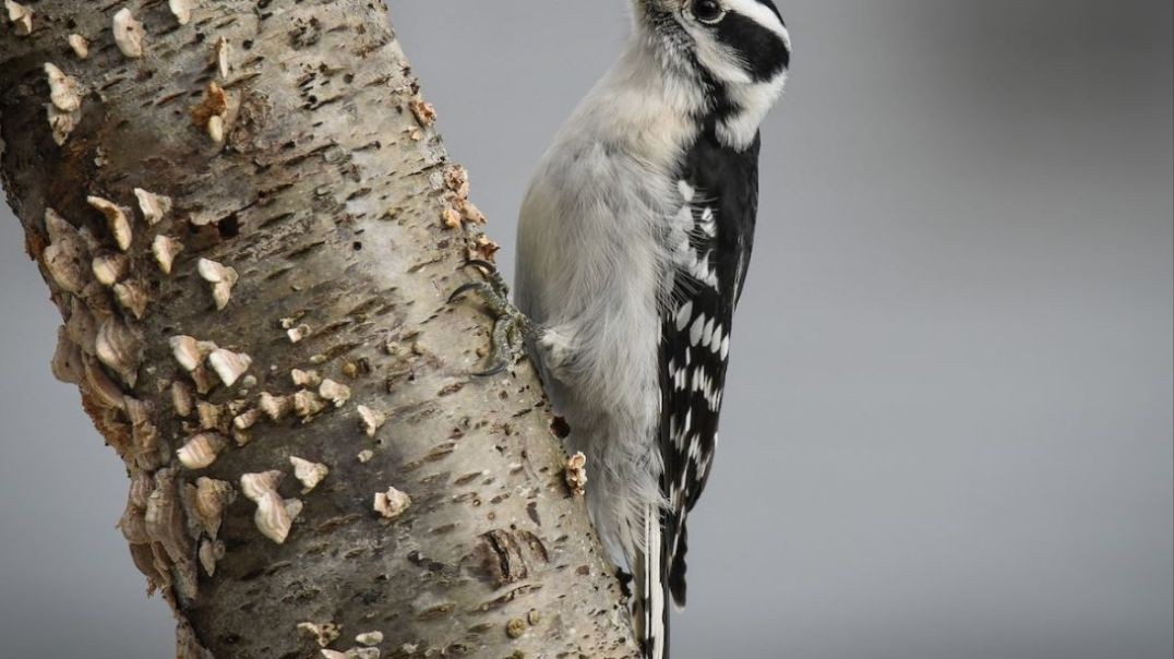 A Woodpecker Problem