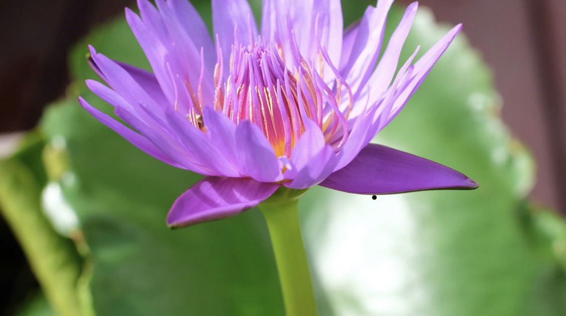 BloomIntoHealth