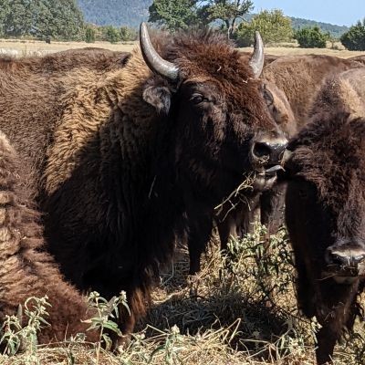 TheBisonGuy