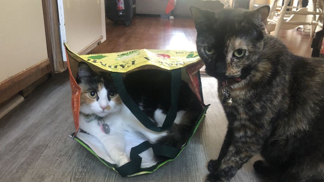 ⁣Nala and Ginger moments