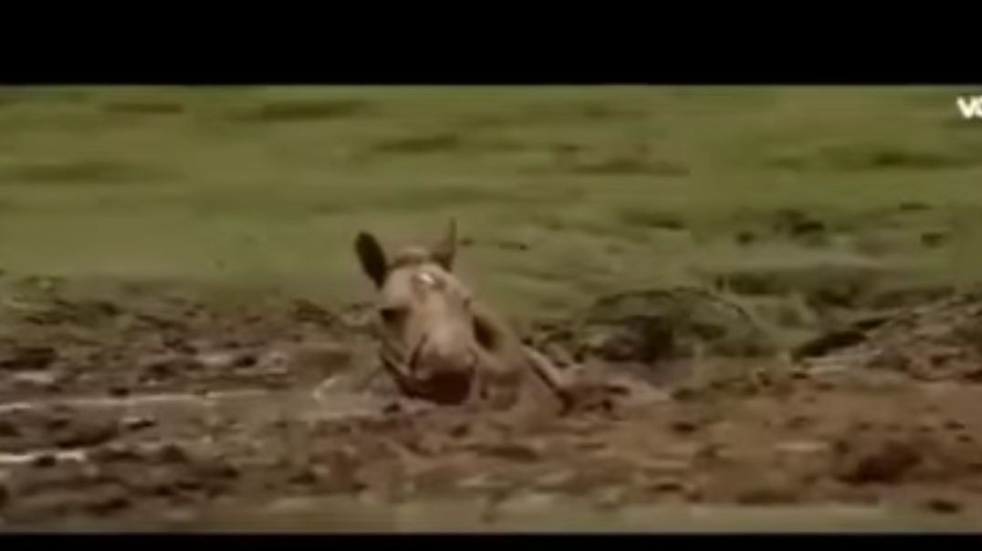 Reflection- The horse in the mud