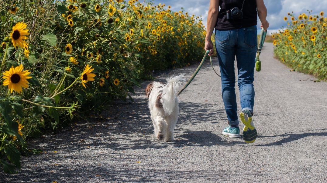 Your Pet Will Love You-Pet CBD Tincture