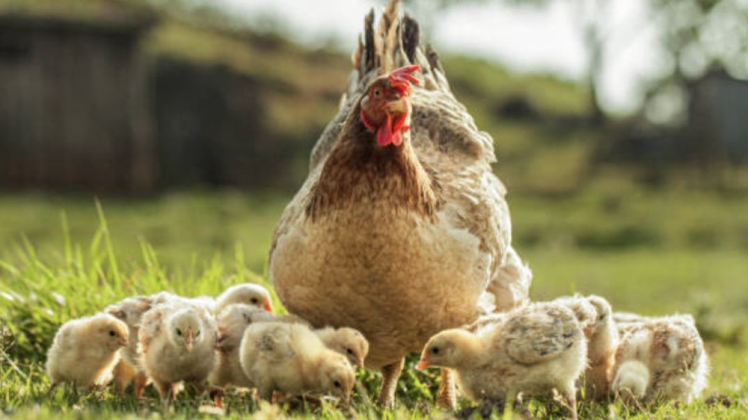 What Are They Feeding The Chickens?
