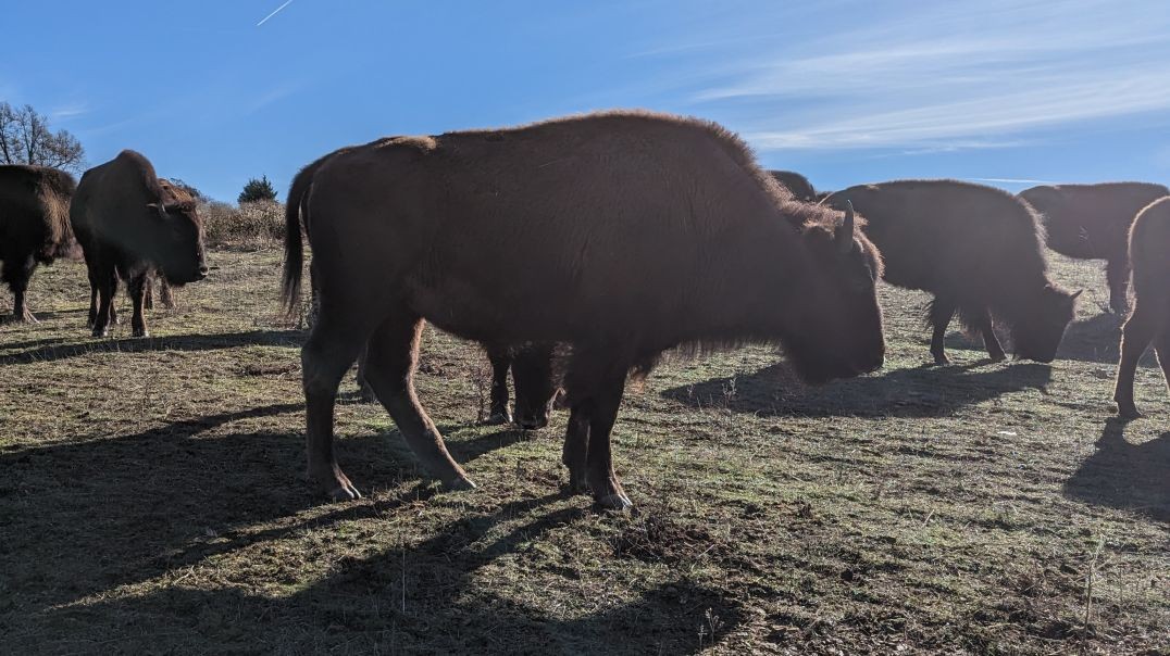 Rotational Grazing: Take 1