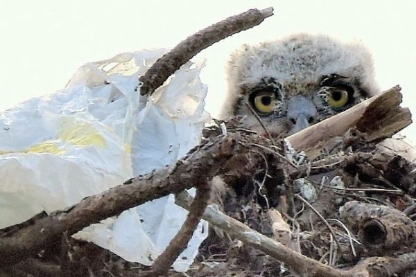 Trying To Survive In A World Made Of Plastic