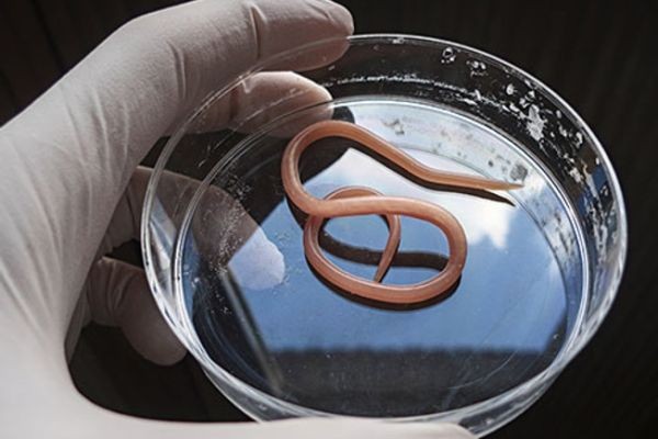 Dr Lee Merritt - parasite protocol - You need to see this.