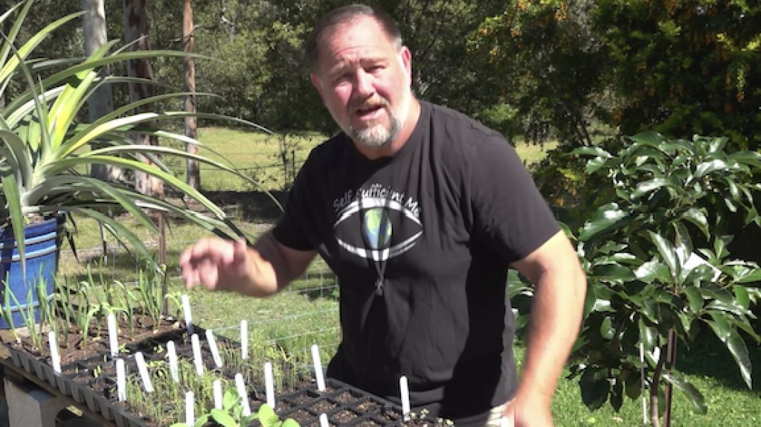 5 Tips on Seed Sowing and Seedling Growing in Trays