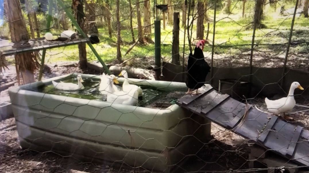 Growing Food in a Muddy Bog Raised Bed | Taro and Arrow Head  (Mark's link below)