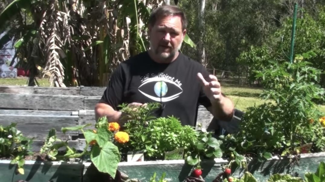 Putting Needles in Strawberries, Weed them out