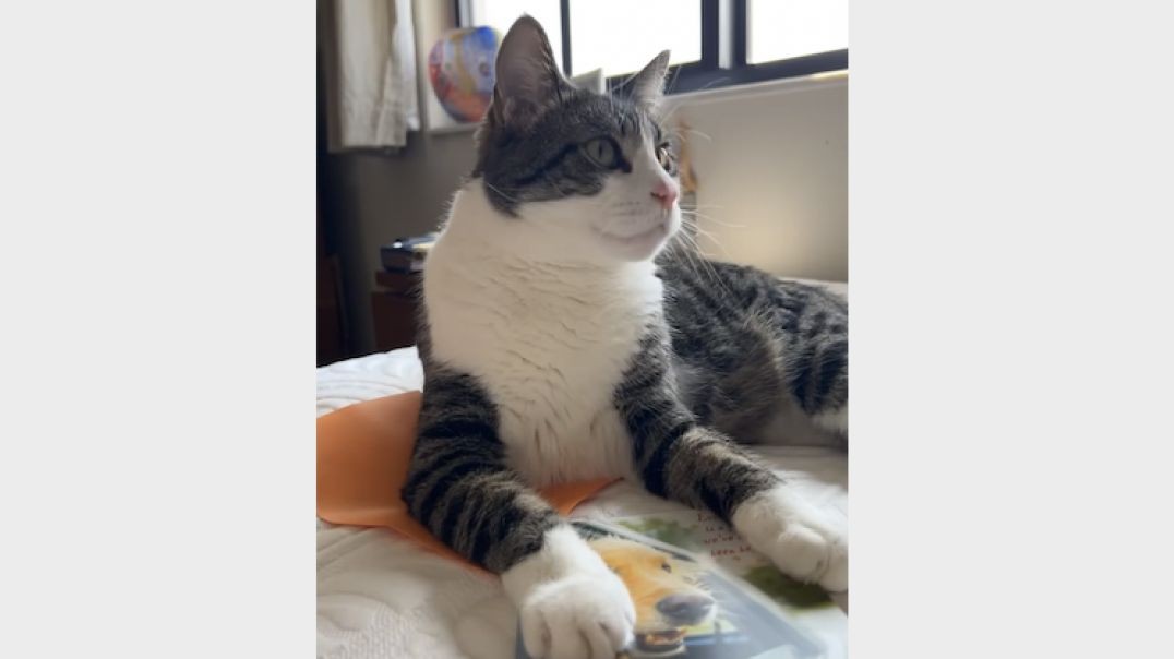 Cat likes dog card and tries to keep it.