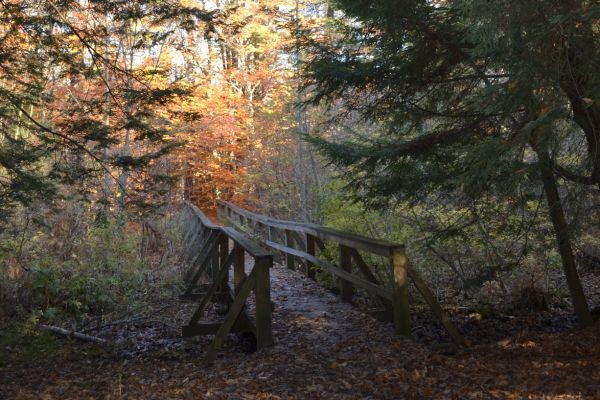 Free Will - What does it mean? Which Path Do You Choose?