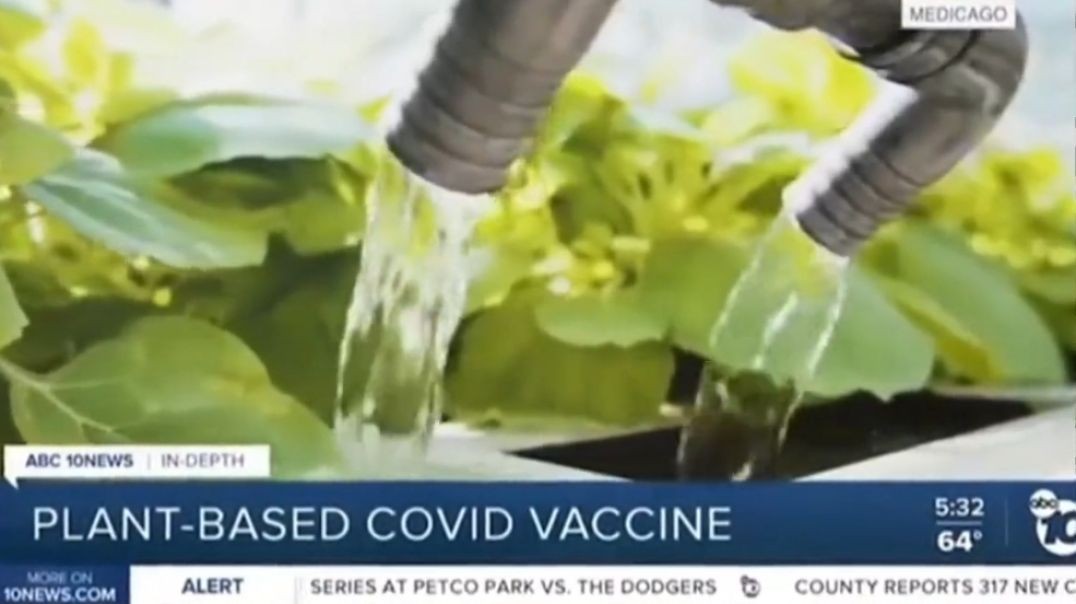 Vaccines in Plants?
