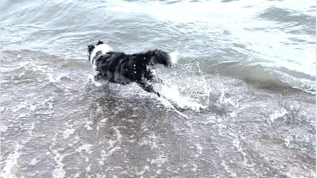 Clever Miss Luna Races the Wake on Lake Erie and Wins!