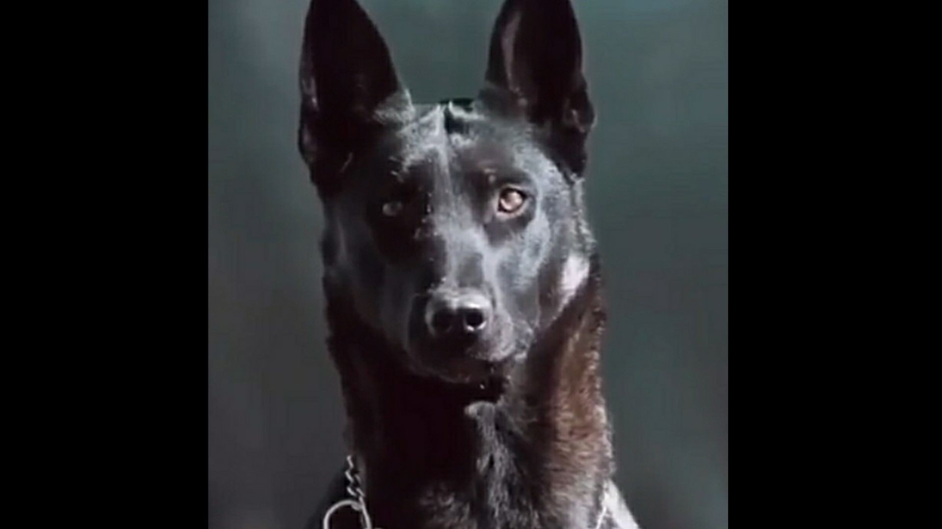 Amazing Belgium Malinois