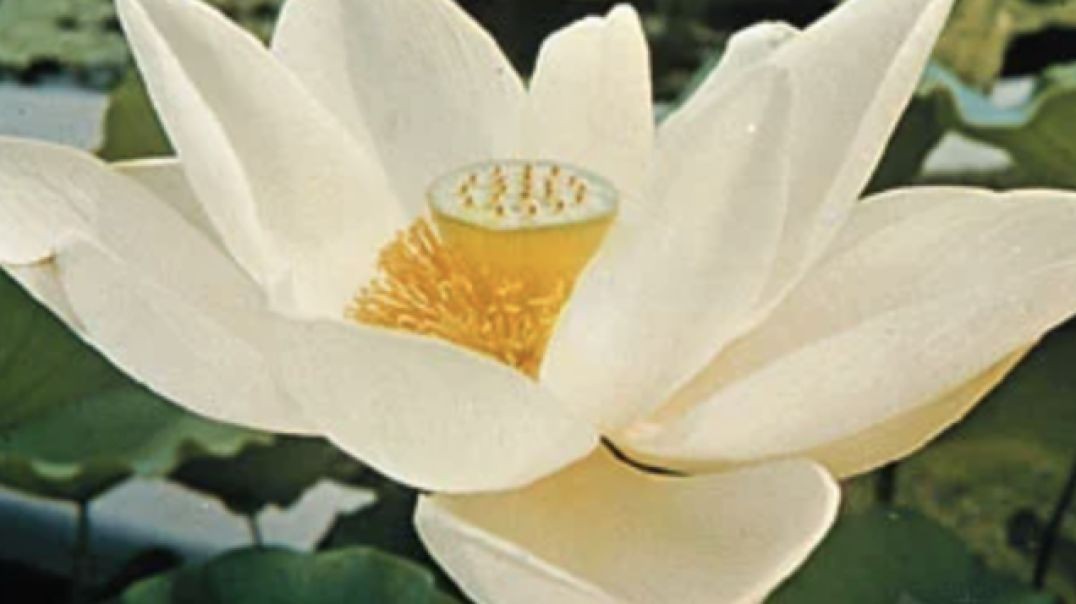 Tuesday Night Meditation - with Receivership 6-6-23