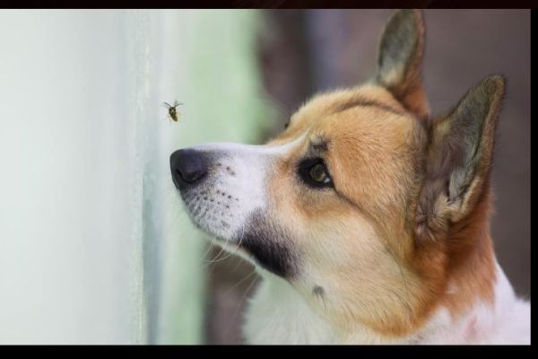 Your dog eats bugs for free, but now you can spend money on it