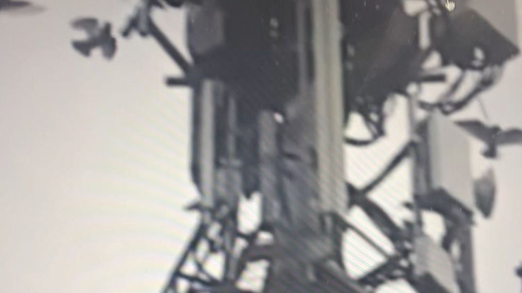 BIRDS ATTACK 5G TOWER...What do they know that most humans don't? Buyer Beware.