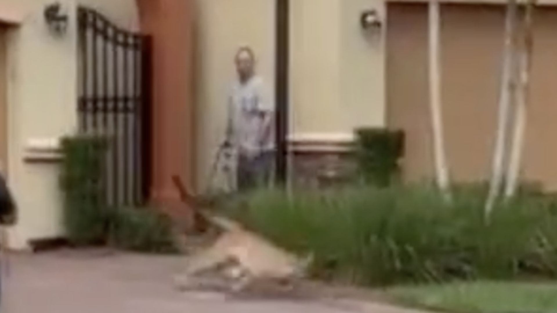 Florida panther found sleeping near stairwell at Bonita Springs golf club  -Beautiful & elegant
