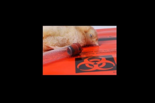 Bird Flu & Bleeding Eyeballs